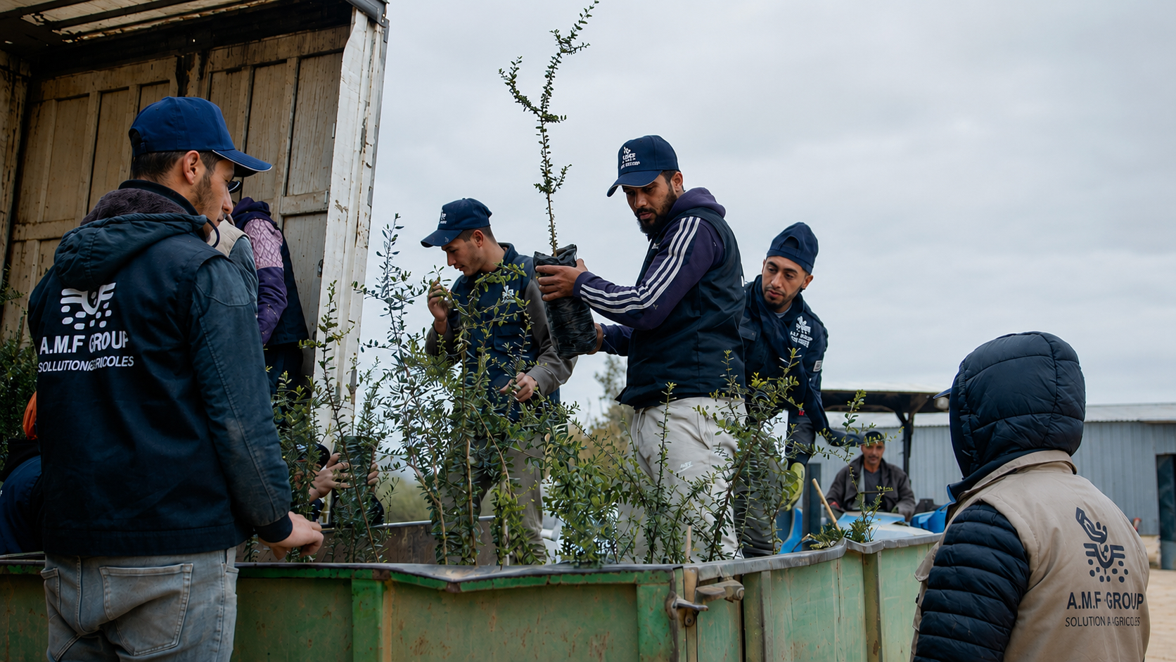 AMF Group workers with olive tree saplings