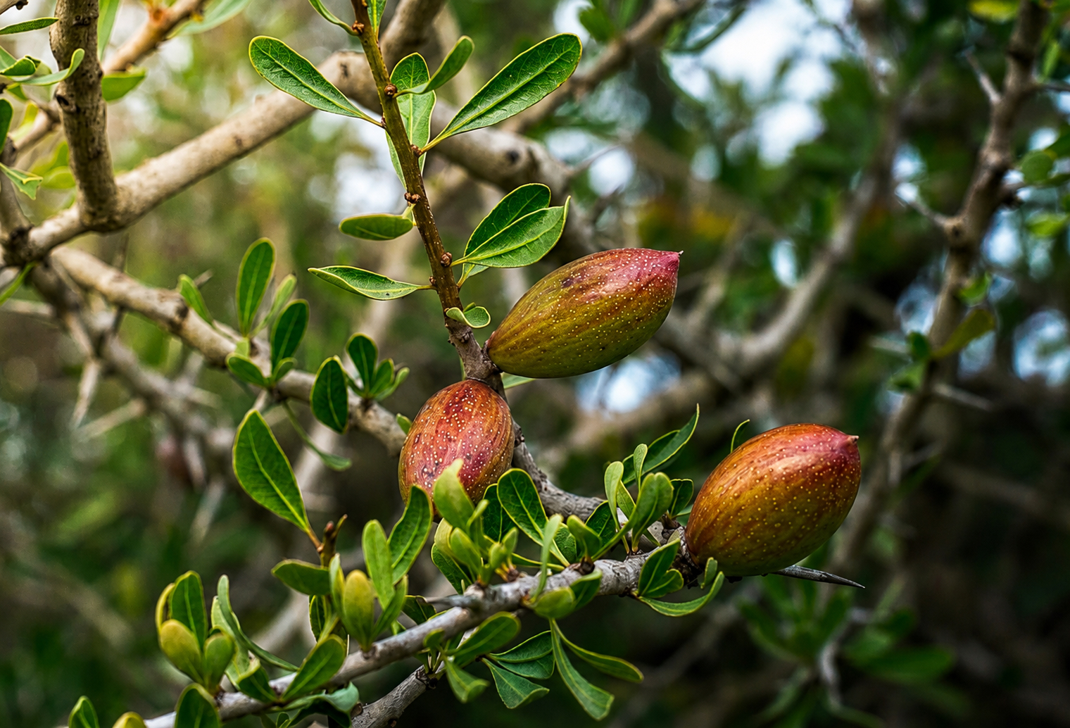 Amandes sur branche dans un verger