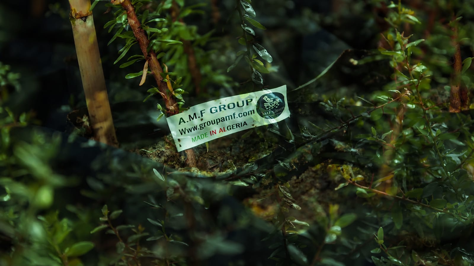 AMF Group — Amf group nursery plant tag closeup