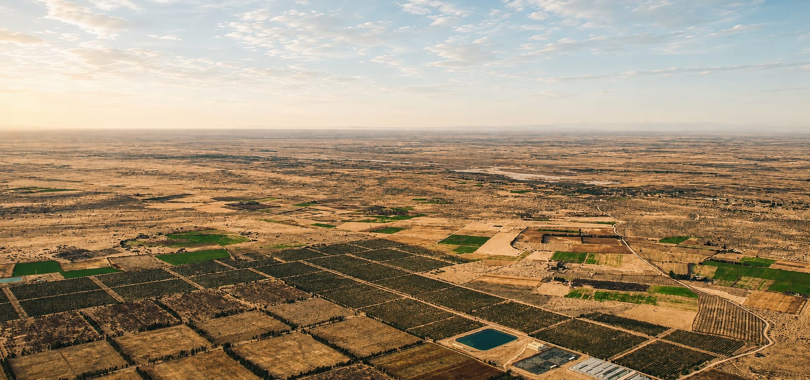 Field crop development