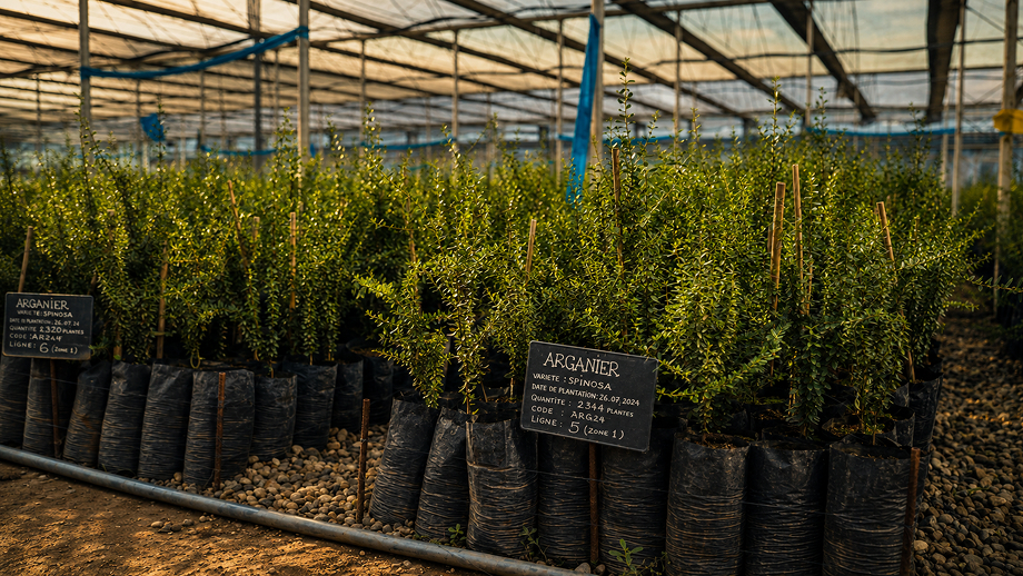 Nurseries and plant propagation