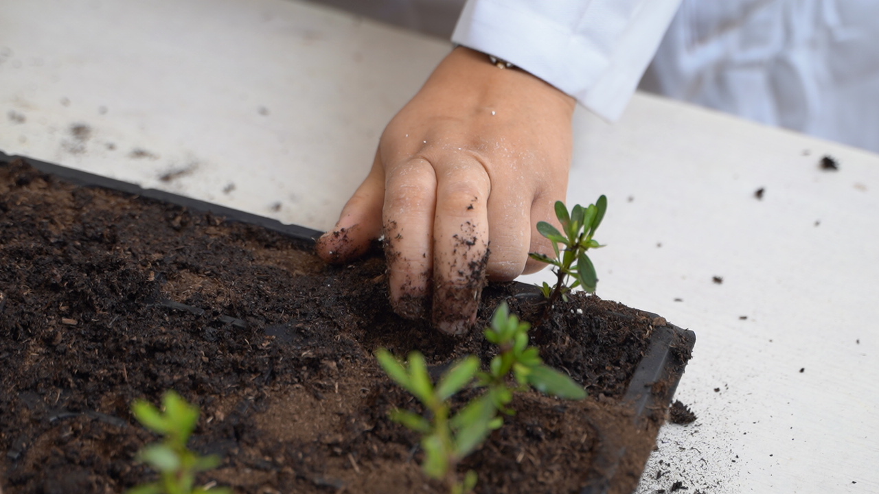 AMF Group — Person hand gently touching small plant 9ab7