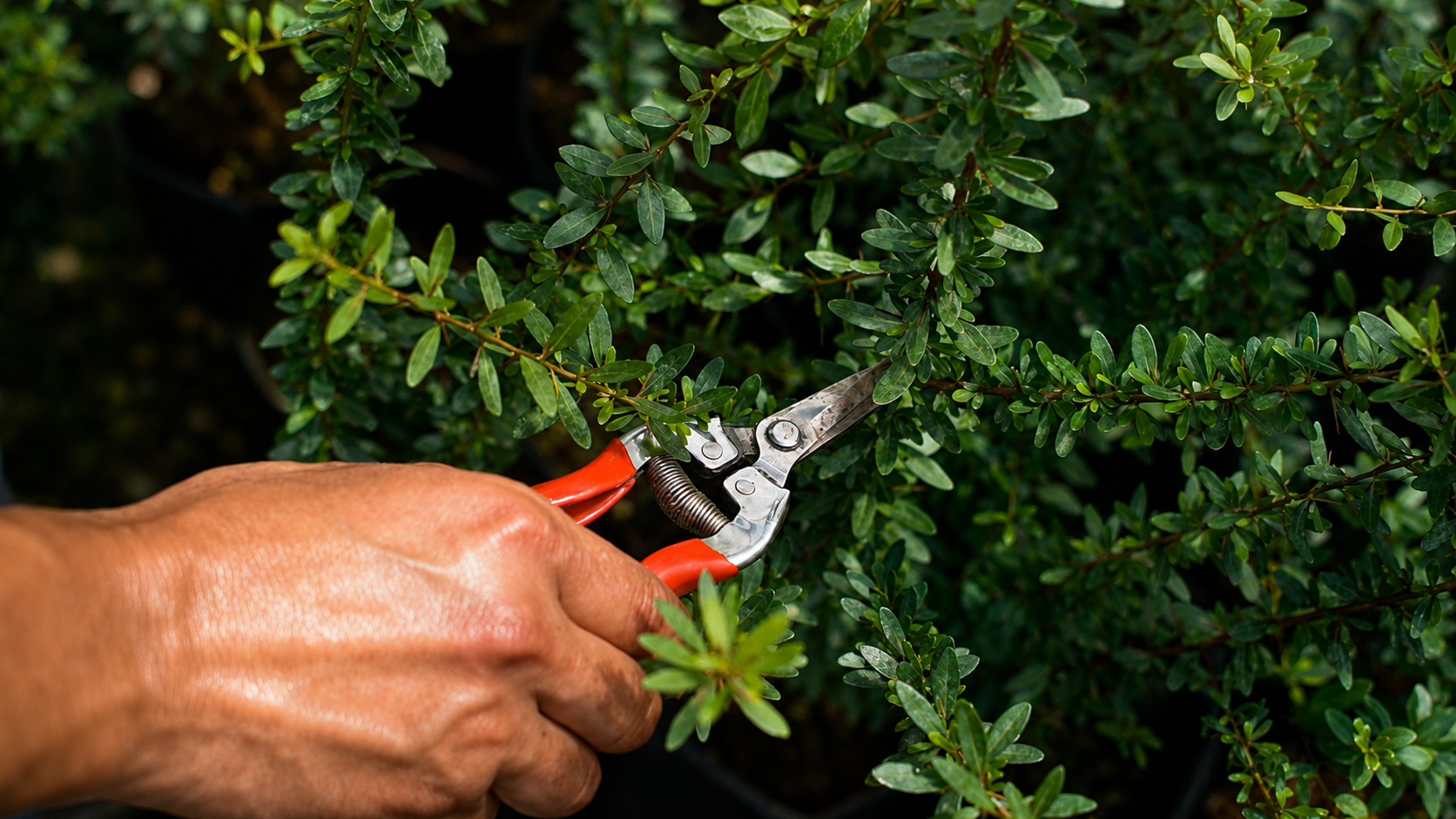 AMF Group — Person hand holding pair red pruning b038