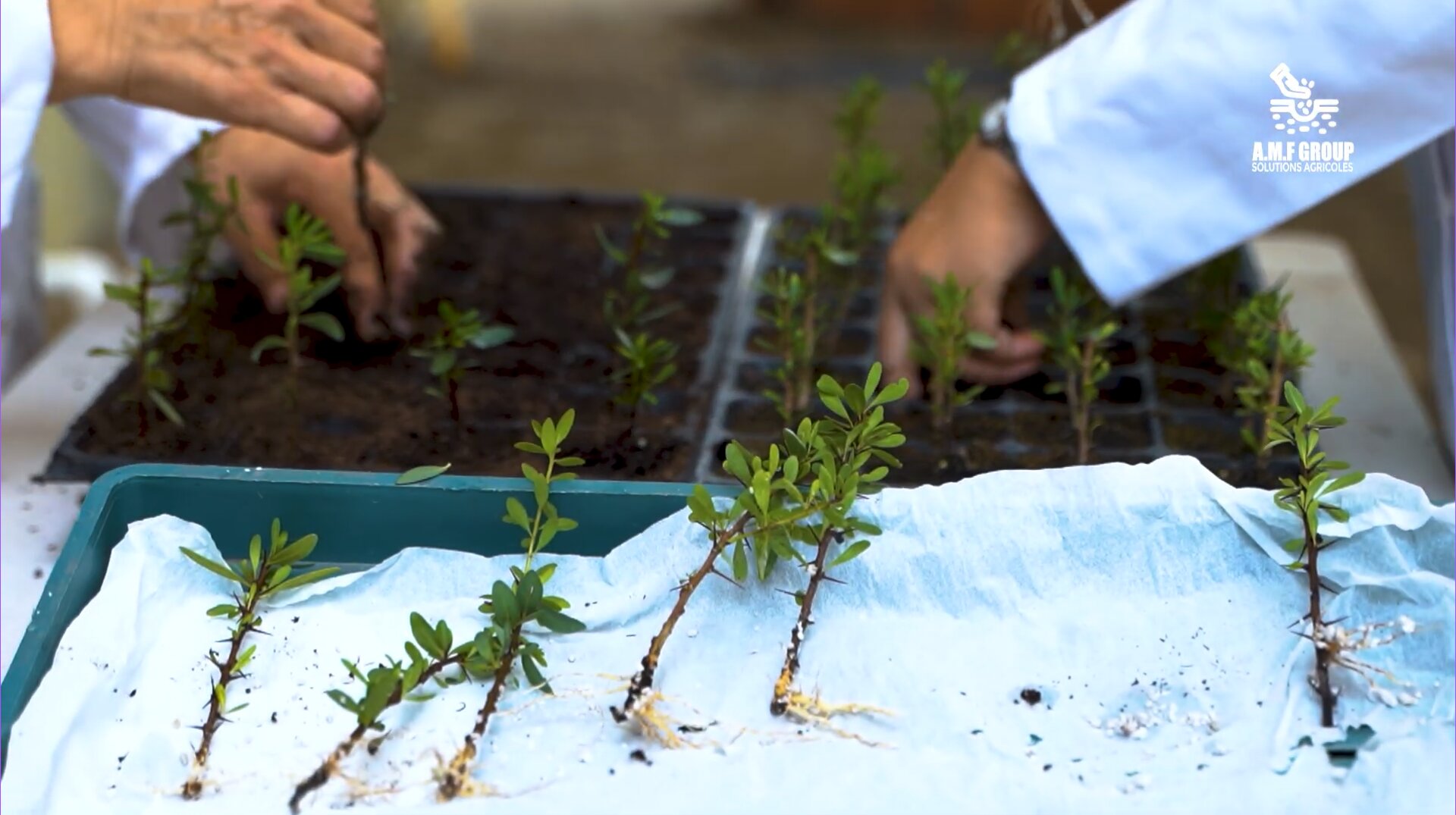 AMF Group — Propagation rooting hormone