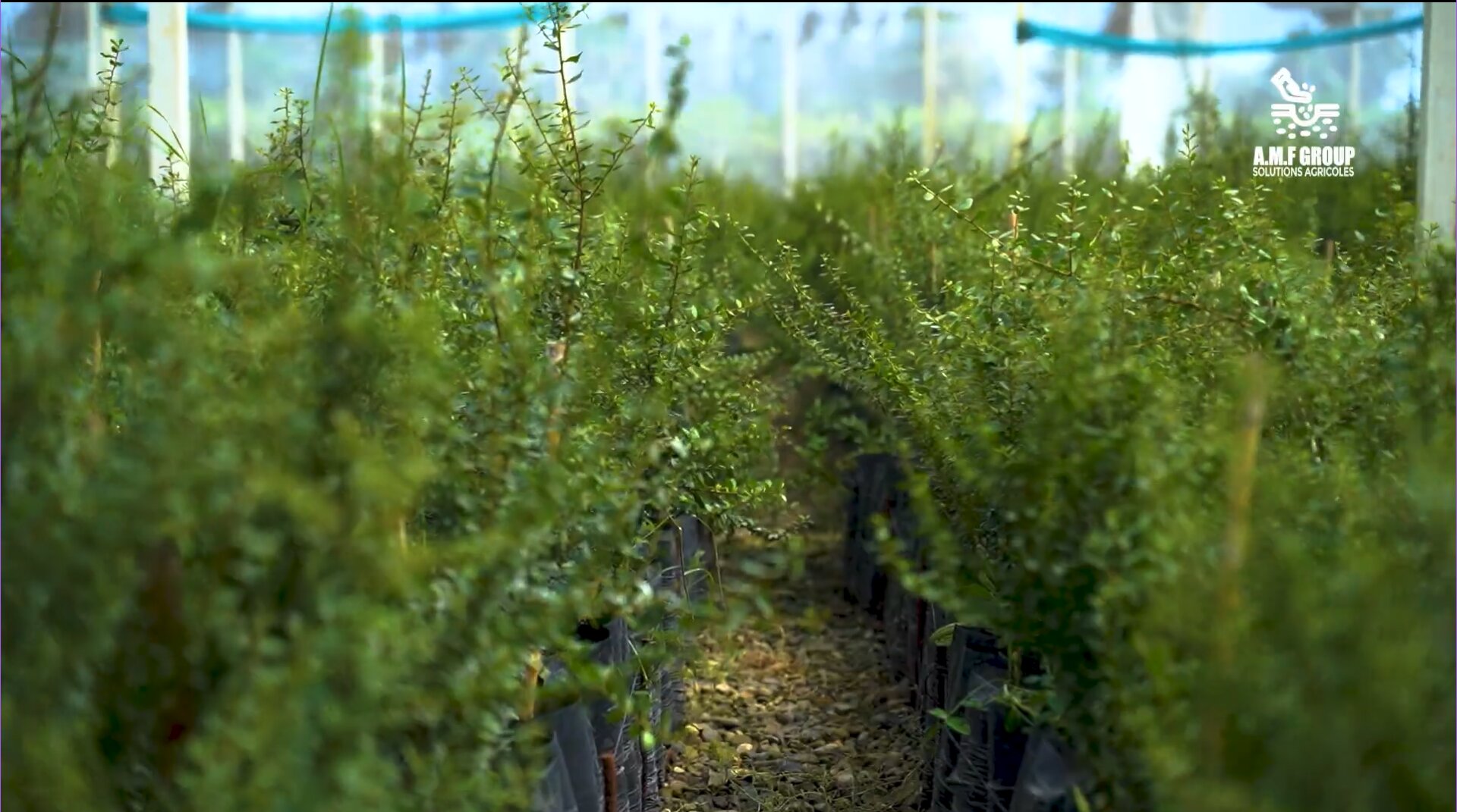 Rangées de plants en serre à la pépinière