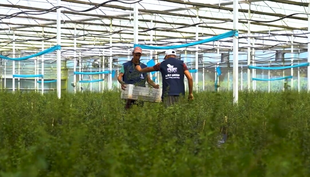 Harvest Management
